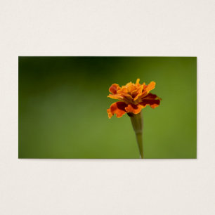 Plan rapproché de fleur de souci