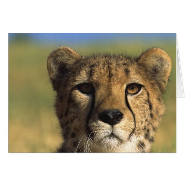 Plan rapproché de guépard (Devant horizontal)