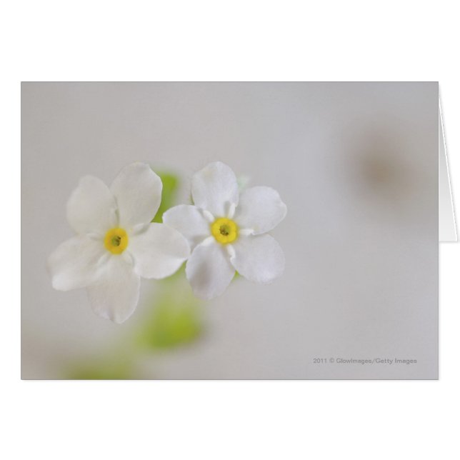 Plan rapproché des fleurs (Devant horizontal)