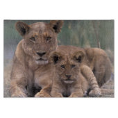 Planche À Découper Afrique, Botswana, Delta de l'Okavango. Lions (Devant)