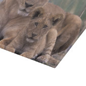 Planche À Découper Afrique, Botswana, Delta de l'Okavango. Lions (Coin)