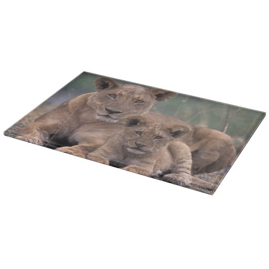Planche À Découper Afrique, Botswana, Delta de l'Okavango. Lions (Coin)