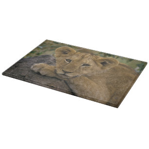 Planche À Découper Afrique, Kenya. Portrait d'un lion.