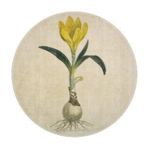 Planche À Découper Amaryllis Tulip Jardin Botanique Fleur