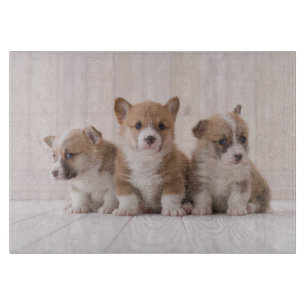 Planche À Découper Animaux de bébés cutest 3 Baby Corgis