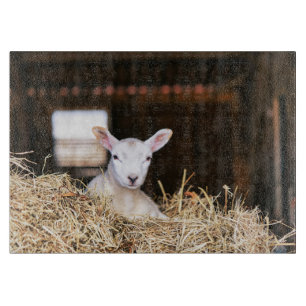 Planche À Découper Animaux de bébés cutest   Agneau nouveau-né