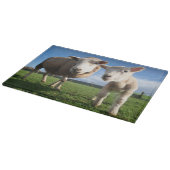 Planche À Découper Animaux de bébés cutest | Agneau nouveau-né & mama (Coin)