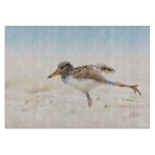 Planche À Découper Animaux de bébés cutest   American Oystercatcher C