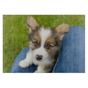 Planche À Découper Animaux de bébés cutest   Baby Corgi dans mon geno