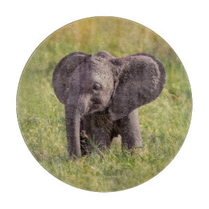 Planche À Découper Animaux de bébés cutest   Baby Elephant Kenya Afri