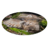 Planche À Découper Animaux de bébés cutest | Baby Red Fox Kits Sleepi (Coin)