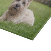 Planche À Découper Animaux de bébés cutest | Cairn Terrier Dog (Coin)