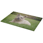Planche À Découper Animaux de bébés cutest | Cairn Terrier Dog (Coin)