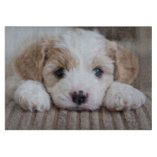 Planche À Découper Animaux de bébés cutest Cavashon Puppy