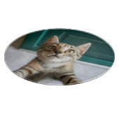 Planche À Découper Animaux de bébés cutest | Cute Tabby Kitten (Coin)