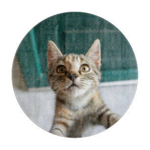 Planche À Découper Animaux de bébés cutest Cute Tabby Kitten