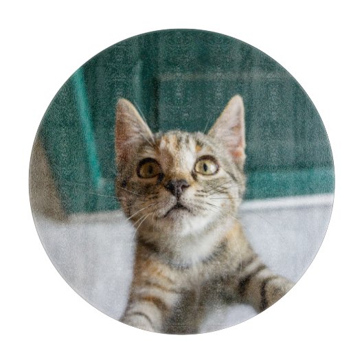 Planche À Découper Animaux de bébés cutest | Cute Tabby Kitten (Devant)