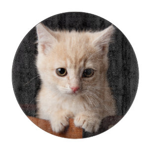Planche À Découper Animaux de bébés cutest   Ginger Kitten