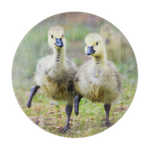 Planche À Découper Animaux de bébés cutest   Goélands d'oies canadien