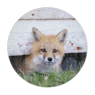 Planche À Découper Animaux de bébés cutest Red Fox Kit Peeking