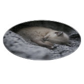 Planche À Découper Animaux de bébés cutest | Tiny Kitten Dormir (Coin)