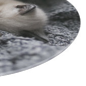 Planche À Découper Animaux de bébés cutest | Tiny Kitten Dormir (Coin)