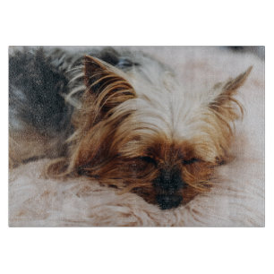 Planche À Découper Animaux de bébés cutest   Yorkshire Terrier