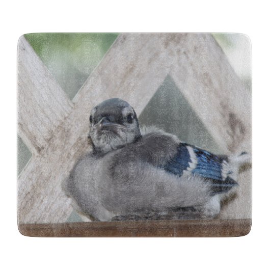 Planche À Découper Baby Blue Jay Cutting Board (Devant)