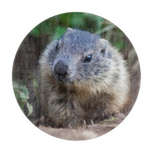 Planche à découper bébé marmotte curieuse
