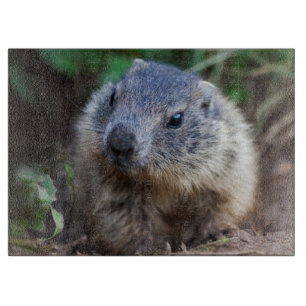 Planche à découper bébé marmotte curieuse