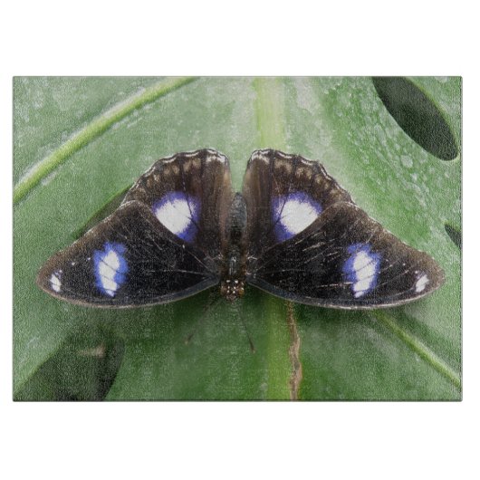 Planche À Découper Belle Bleue Pointe Papillon Coupe (Devant)
