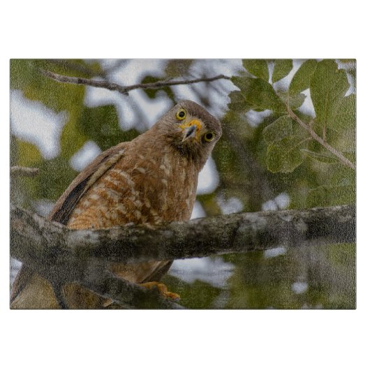 Planche À Découper Bird Wildlife, Roadside Hawk Belize (Devant)