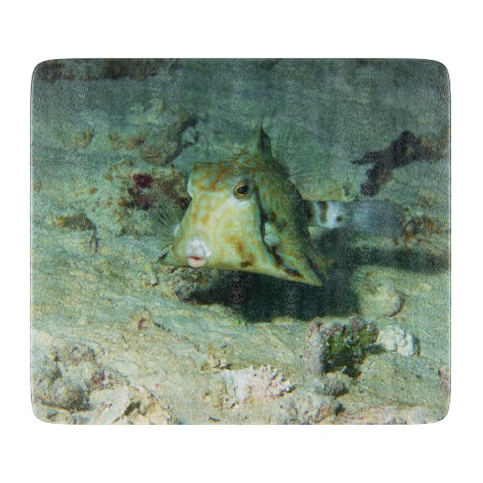 Planche À Découper Boxfish - tellement mignon ! Au-dessus d'une zone (Devant)
