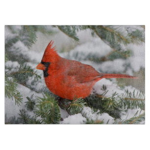 Planche À Découper Cardinal rouge dans un sapin baumier en hiver
