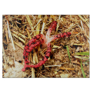 Planche À Découper Carte à découper en verre de Stinkhorn de pieuvre