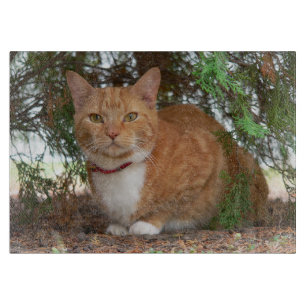 Planche À Découper Chat domestique orange gingembre tigré