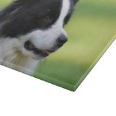 Planche À Découper Chien Border Collie noir et blanc (Coin)