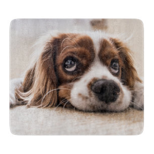 Planche À Découper Chien Espagnol Coqueur Triste