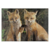 Planche À Découper Chiot de Fox rouge devant le vulpes de Vulpes de (Devant)