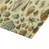 Planche À Découper Coquillages de coquillages Mollusk Clam Élégant Ar (Coin)
