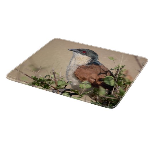 Planche À Découper Coucal de Burchell (Coin)