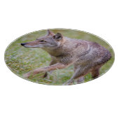Planche À Découper Coyote dans un champ, Cades Cove (Coin)