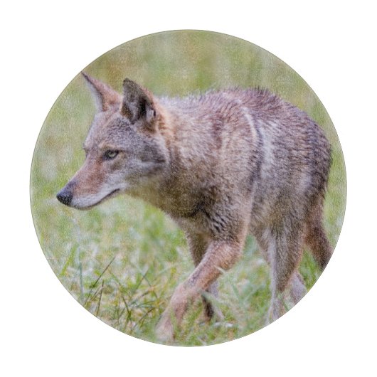 Planche À Découper Coyote dans un champ, Cades Cove (Devant)