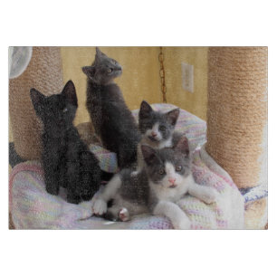 Planche À Découper Cute Kittens Coupe