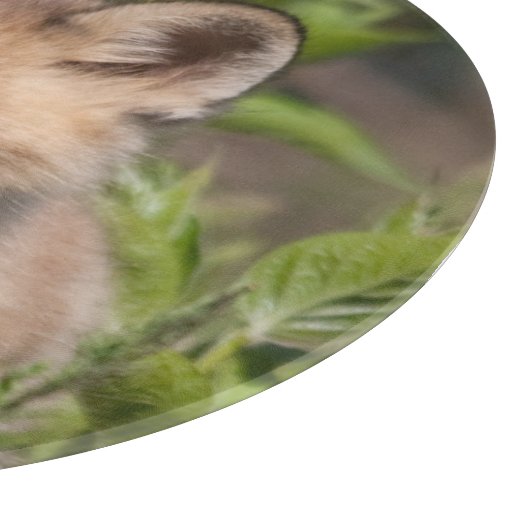 Planche À Découper Cutest Baby Animals | Fox Kit (Coin)