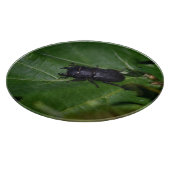 Planche À Découper Dorcus parallelipipedus, le moindre dendroctone du (Coin)