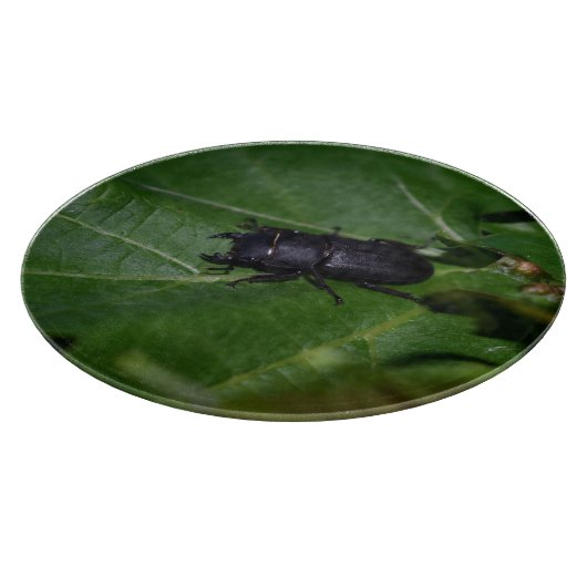 Planche À Découper Dorcus parallelipipedus, le moindre dendroctone du (Coin)