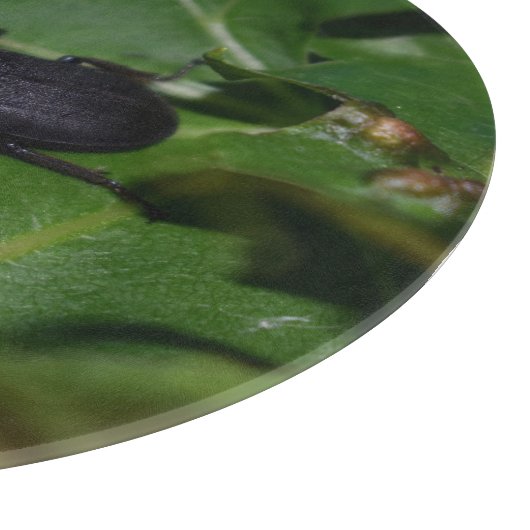 Planche À Découper Dorcus parallelipipedus, le moindre dendroctone du (Coin)