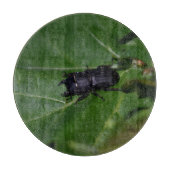 Planche À Découper Dorcus parallelipipedus, le moindre dendroctone du (Devant)