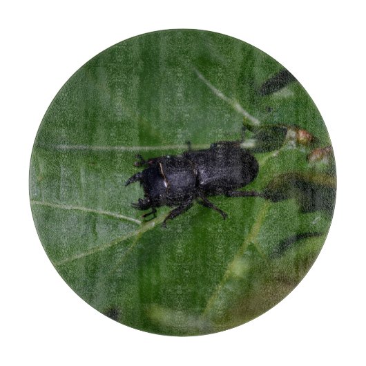 Planche À Découper Dorcus parallelipipedus, le moindre dendroctone du (Devant)